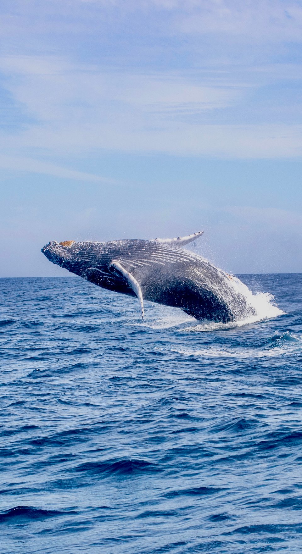 Avistamento de Baleias em Ilhabela: Viva essa experiência incrível com desconto exclusivo da Trip Life