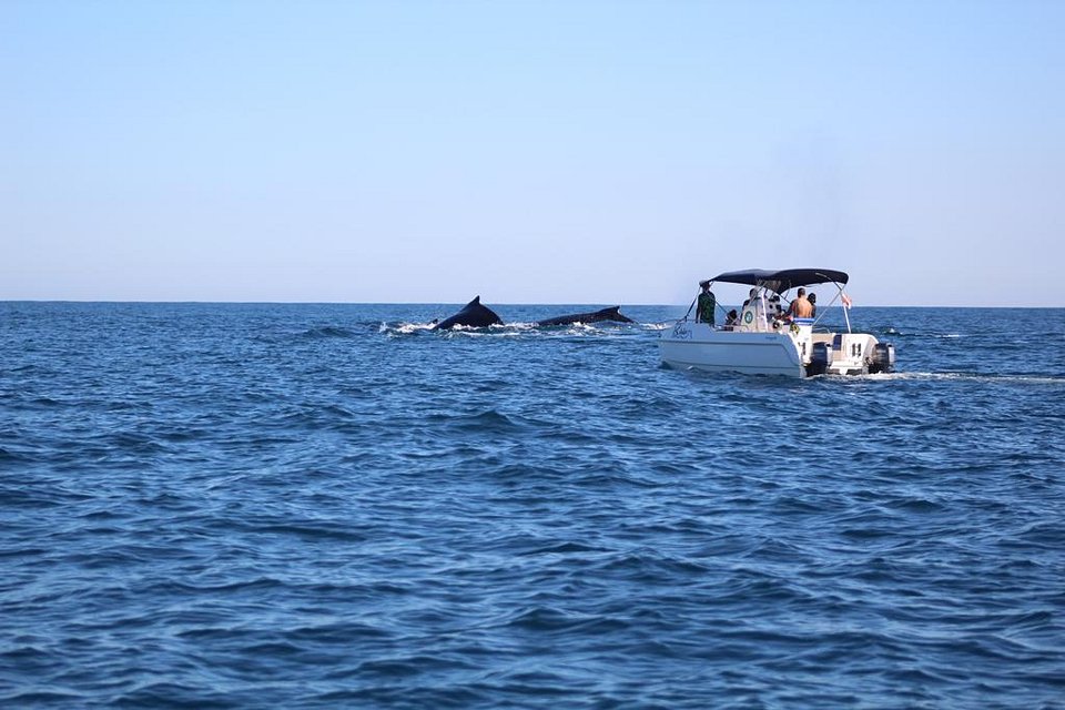 Descubra Ilhabela além das praias: mergulhos, fauna marinha e natureza preservada
